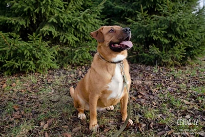 Собака Булочка из Усыпалки в дар!