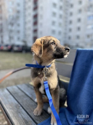 Щенок бесплатно