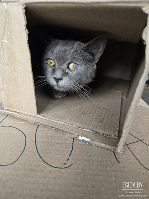 Найдена серая кошка