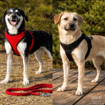 Щенки девочки-красотки в дар хорошие руки