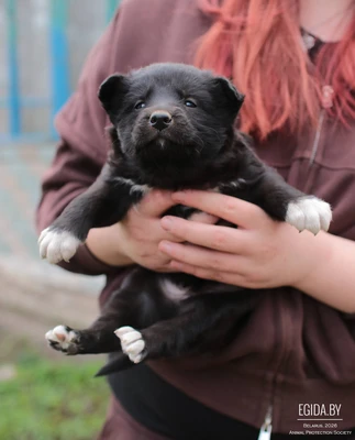 Щенок в добрые руки