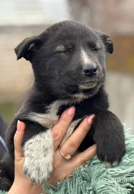 Маленький бутусик ищет дом