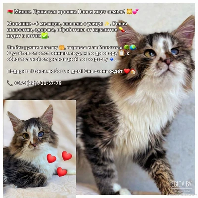 Нэнси срочно ищет дом!