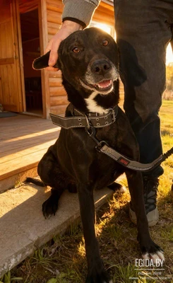 Говорят, я очень быстрый. Но от своего горя я убежать не смог...Бакс ищет дом!