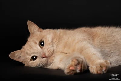 Персиковая принцесса Фанта в дар!