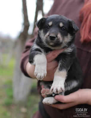 Щенок в добрые руки