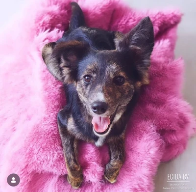 Прекрасной Луне нужен дом