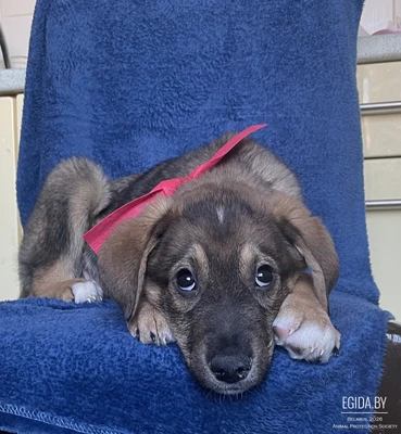 Щенок в дар!