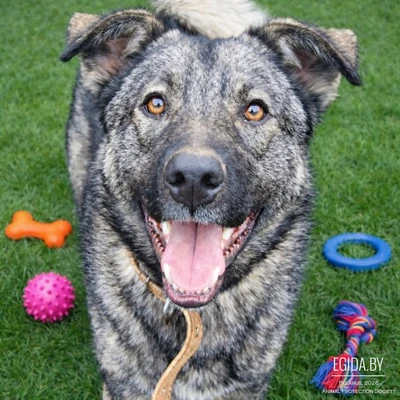 Дизель ищет дом!!