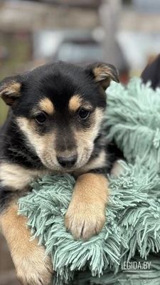 Щенуля в добрые ручки