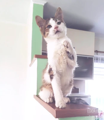 Котёнок Саймон в добрые руки