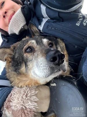 Пропал пес метис овчарки