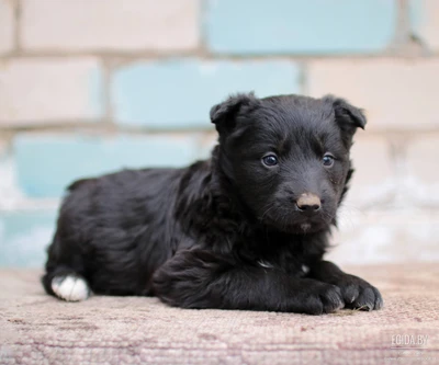 Щенок Ромэо в добрые руки