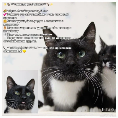 Чак срочно ищет дом!