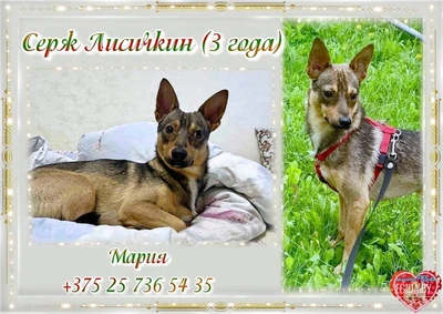 Мелкий парень Сержик в дар