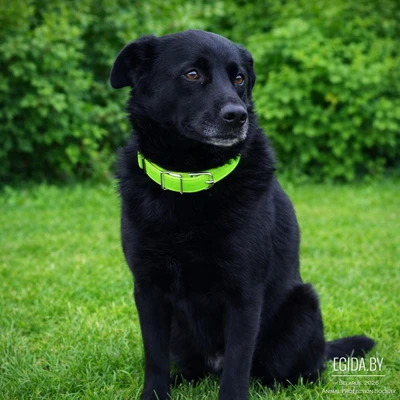 Преданный Малыш - метис лабрадора