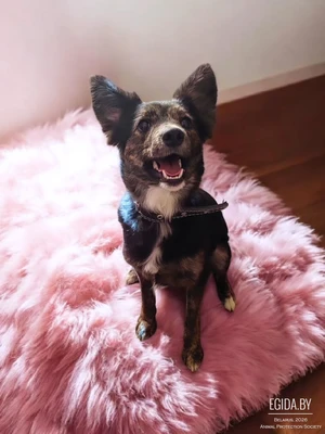 Щенок Луна в добрые руки