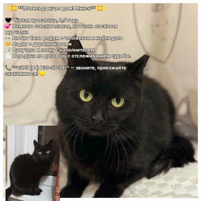 Матильда срочно ищет дом!