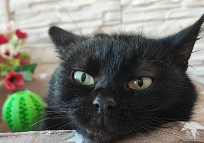 Коржик очень ищет семью