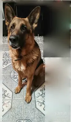 Ищем для вязки девочку немецкая овчарка