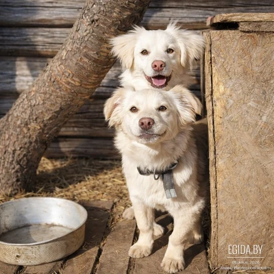 Красивые кремовые щенки в дар