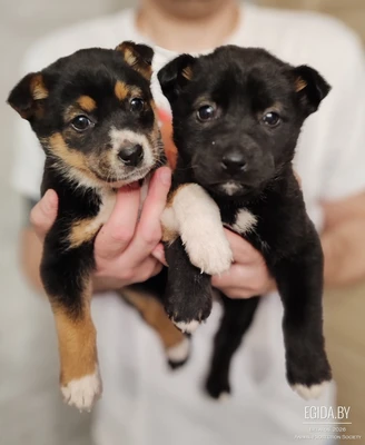 Малыши срочно ищут дом