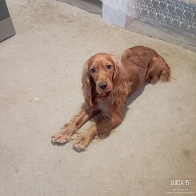 Пропала собака