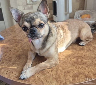 Кабель на случку