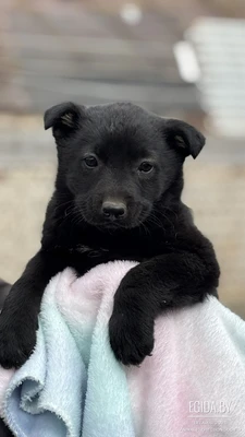 Бутусик в добрые руки