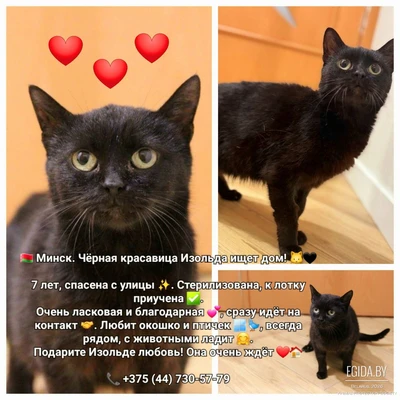 Изольда срочно ищет дом!