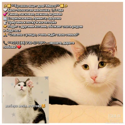 Бусинка срочно ищет дом!