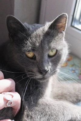 Алиса ищет семью!