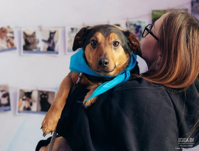 Альф ищет дом