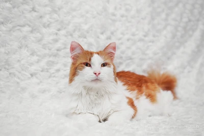 Чудесный кот ищет семью