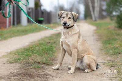 Красавчик Бархан