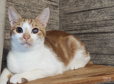 Джинджер очень ждёт