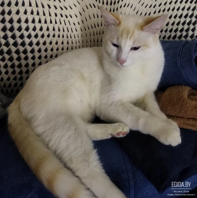 Молодой кот Бука