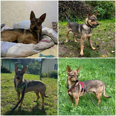 Сержик Лисичкин ищет свою семью