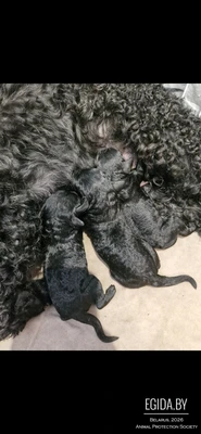 малый пудель чёрного окраса щенки