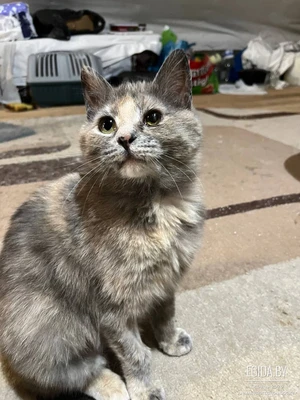 Шуня ищет дом