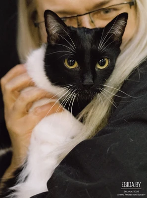 Грациозный котик ищет Дом!