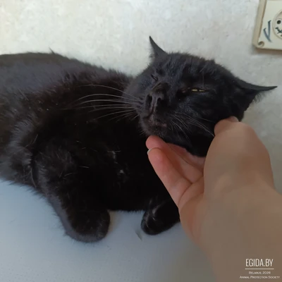 Тима ищет дом