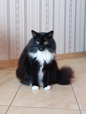 Черника ищет дом