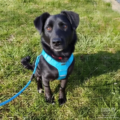 Щенок Риччи в добрые руки