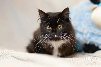 Красотун Мурзик