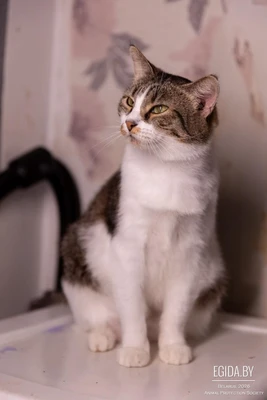 Ева ищет дом