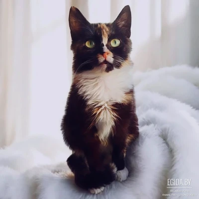 В добрые руки