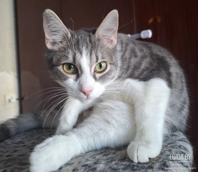 Евро ищет дом