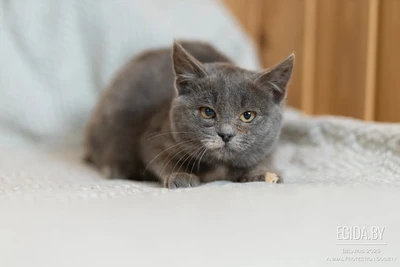 Скромная Мышка