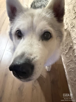 Пропала собака Уручье